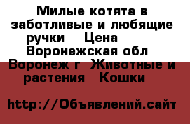 Милые котята в заботливые и любящие ручки! › Цена ­ 100 - Воронежская обл., Воронеж г. Животные и растения » Кошки   
